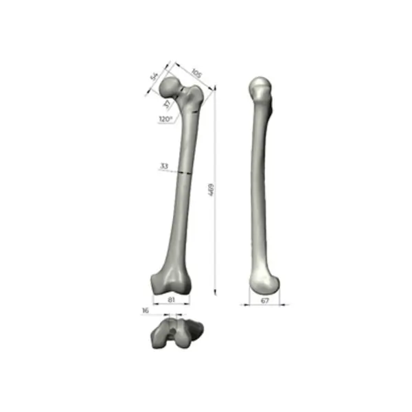 人工骨模型 3406 - 图片 6