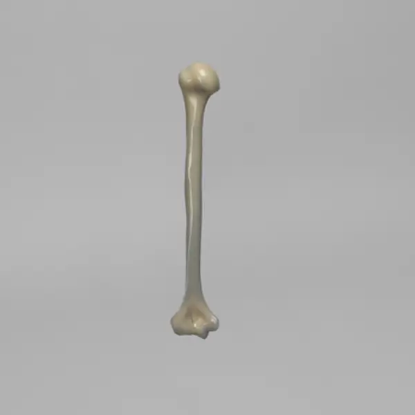 人工骨模型 3404 - 图片 4