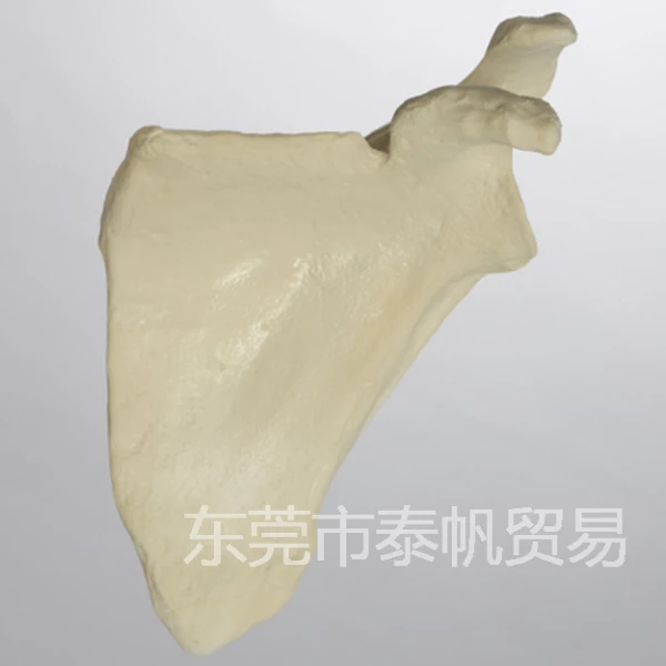 肩胛骨模型 1021 - 图片 2