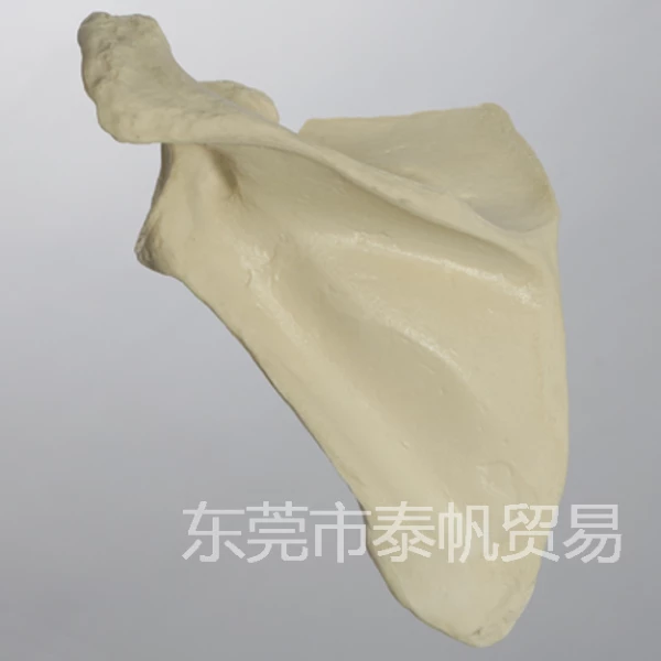 肩胛骨模型 1021